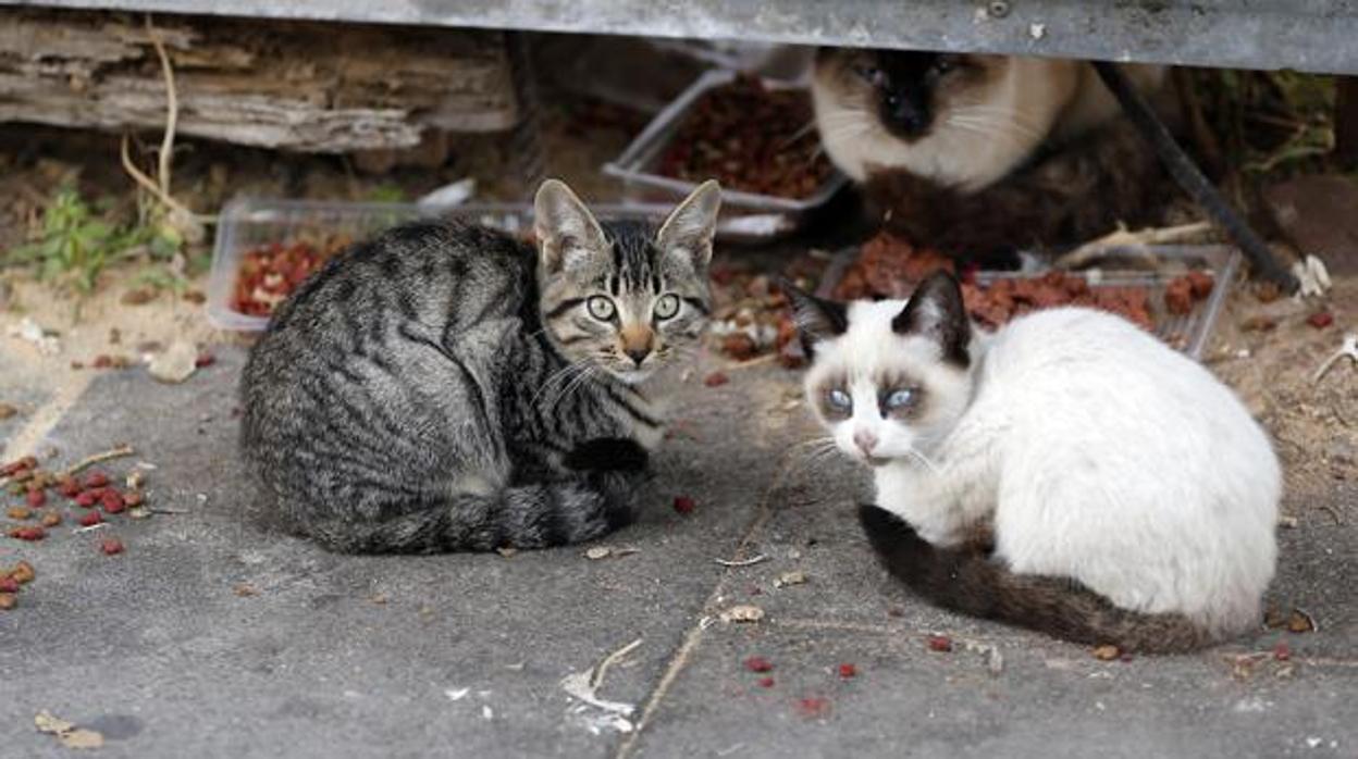 Una asociación controlará los gatos en la antigua clínica La Milagrosa de Talavera