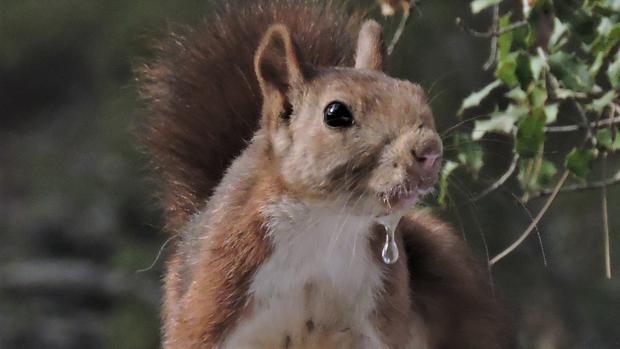 Cuatro ejemplares de ardillas rojas ya pasean por el Jardín del Turia de Valencia