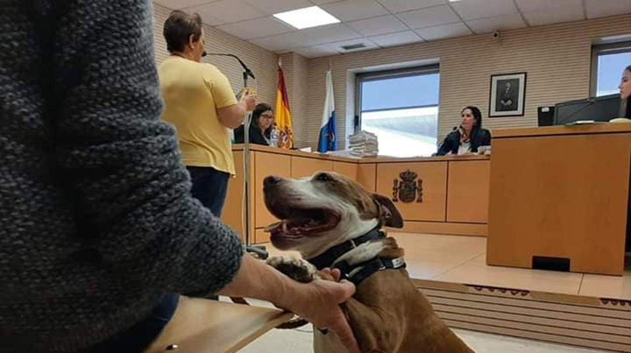 Llevan a un juicio a una perra como testigo contra sus dueños