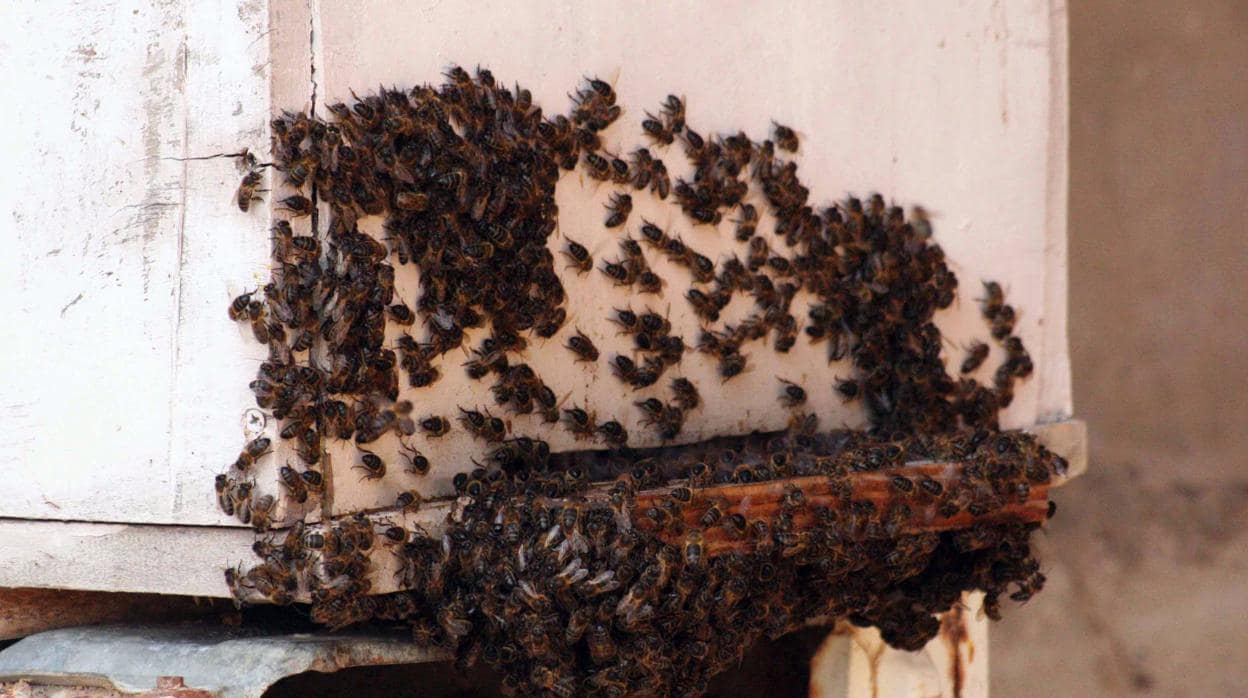 Imagen de archivo de un enjambre de abejas