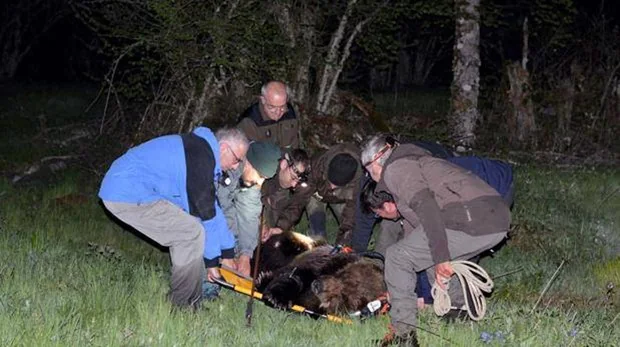 El oso rescatado en León se encuentra en estado grave