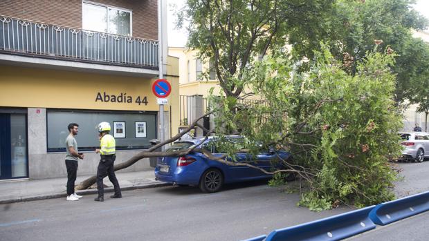 Los bomberos han intervenido en una docena de árboles por las fuertes rachas de viento