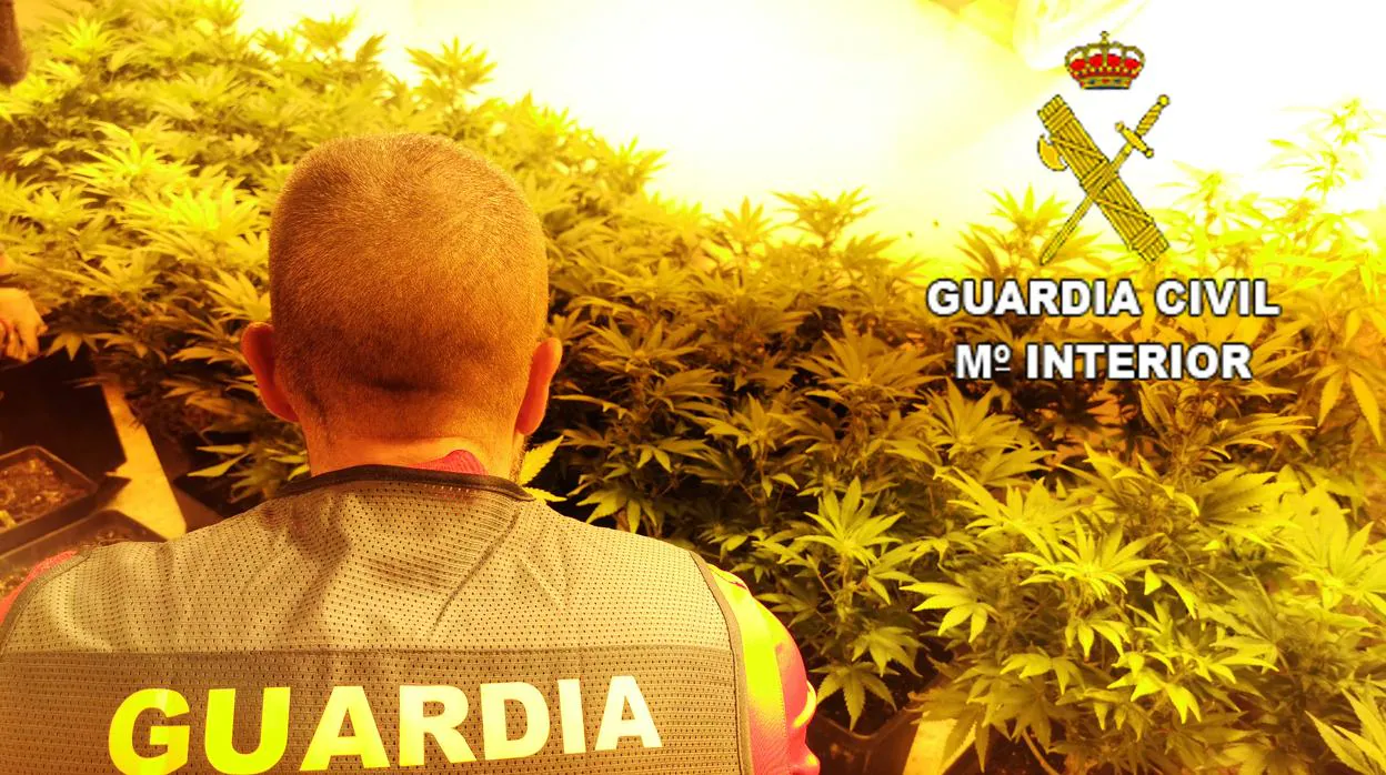 Inspección a una plantación ilegal de marihuana