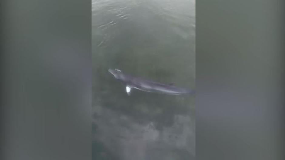 Encuentran una cría de ballena en el puerto de la Illa de Arousa