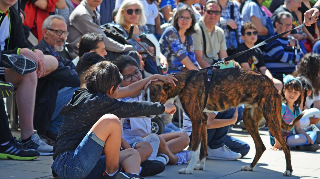 Imagen del desfile de perros abandonados en Valencia este domingo