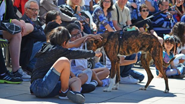 Éxito del Desfile de perros abandonados AUPA-Bioparc en Valencia para reescribir la vida de muchos canes