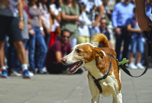 Éxito del Desfile de perros abandonados AUPA-Bioparc en Valencia para reescribir la vida de muchos canes