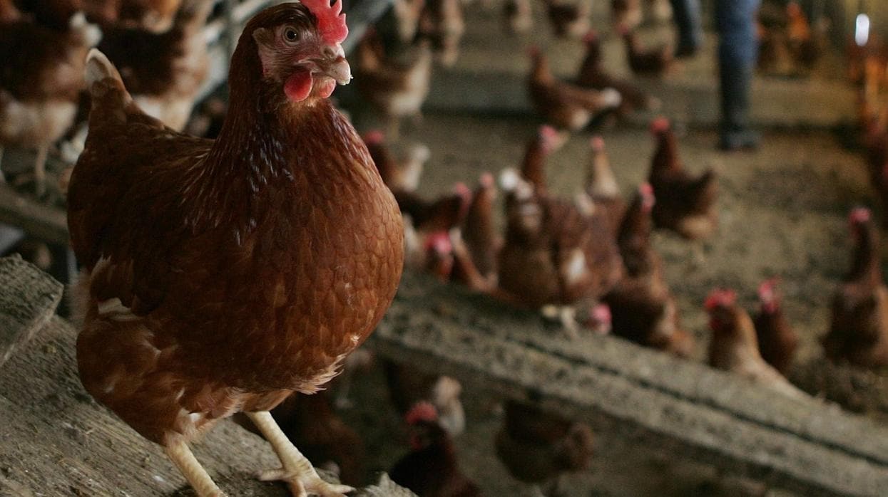 Imagen de archivo de una granja de gallinas