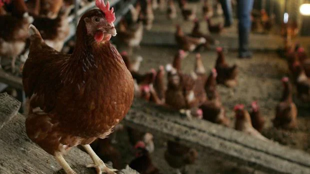 Dos nuevas granjas de gallinas crearán 40 empleos en Daroca y Ferreruela
