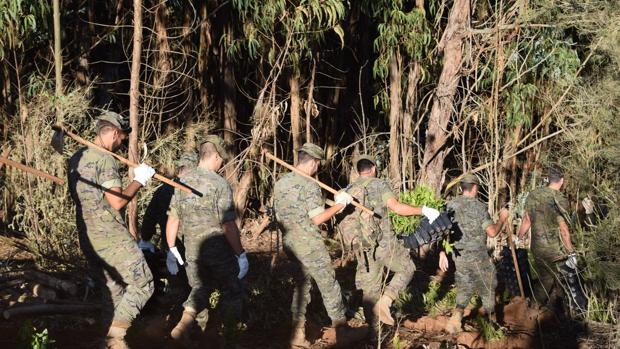 La gran ayuda del Ejército de Tierra a la reforestación de Canarias