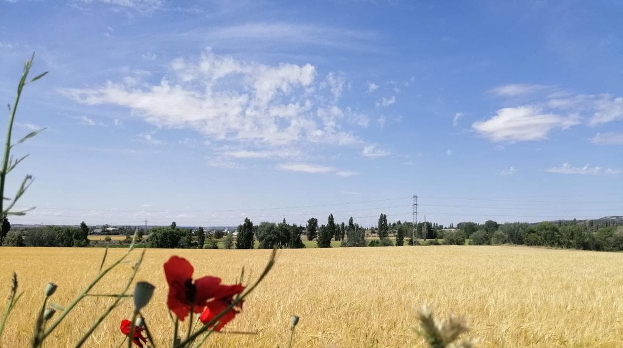 La sequía amenaza la cosecha de cereal en Castilla y León, que se prevé «desastrosa y dramática»