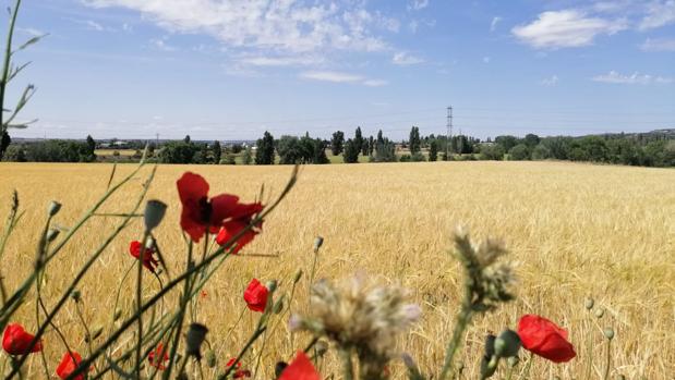 La sequía amenaza la cosecha de cereal en Castilla y León, que se prevé «desastrosa y dramática»