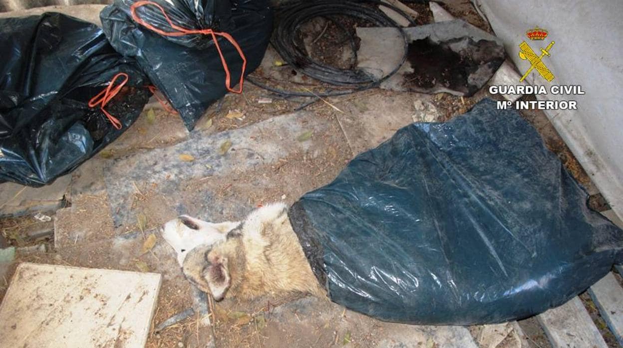 Cadáveres de perros de raza samoyedo en la finca donde vivían en mal estado otros canes de la asociación