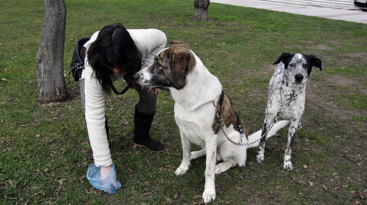 La dueña de dos perros recoge sus deposiciones