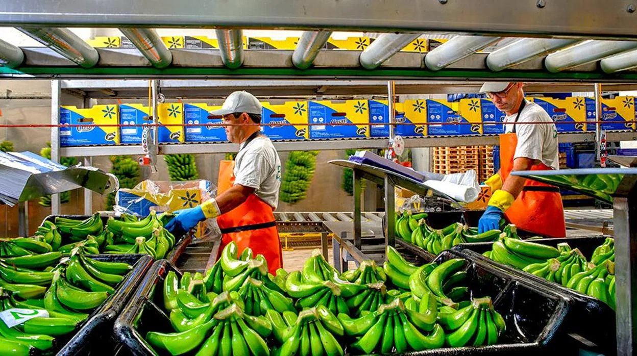 El Crispr elimina el virus en plátanos Cavendish, la variedad de Canarias