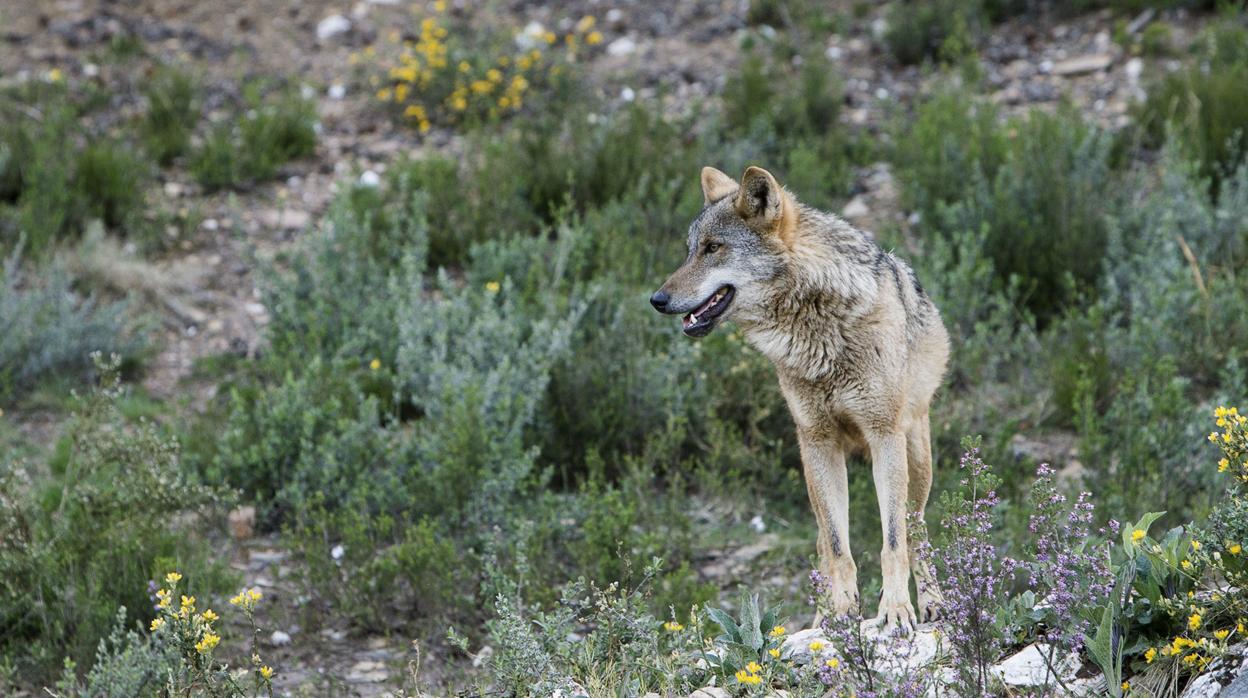 Un ejemplar de lobo en semilibertad