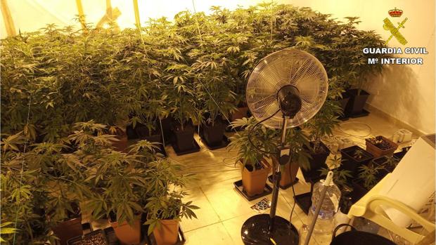 Sufren una agresión en casa y acaban en el calabozo por cultivar marihuana