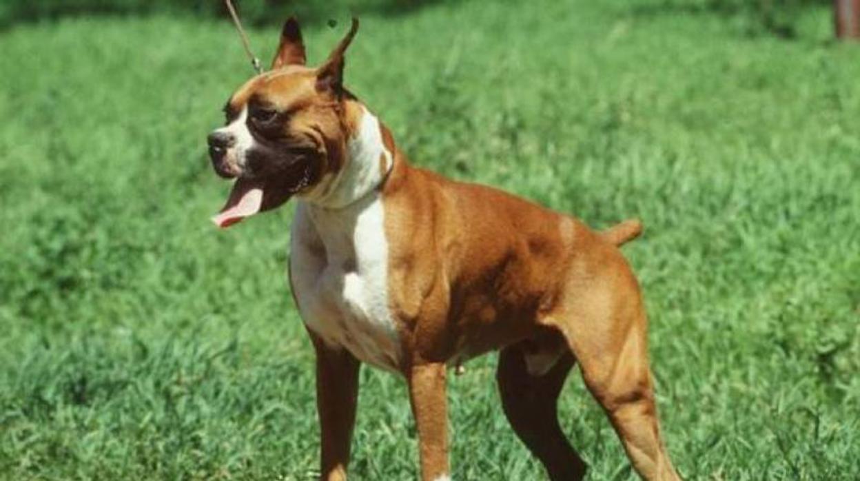 Un perro de la raza boxer, la misma que tenía la perra de Santiago