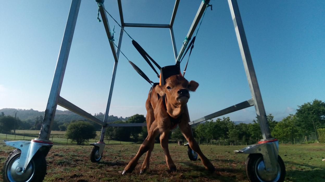 El pequeño becerro Lázaro se desplaza gracias a una suerte de «silla de ruedas»