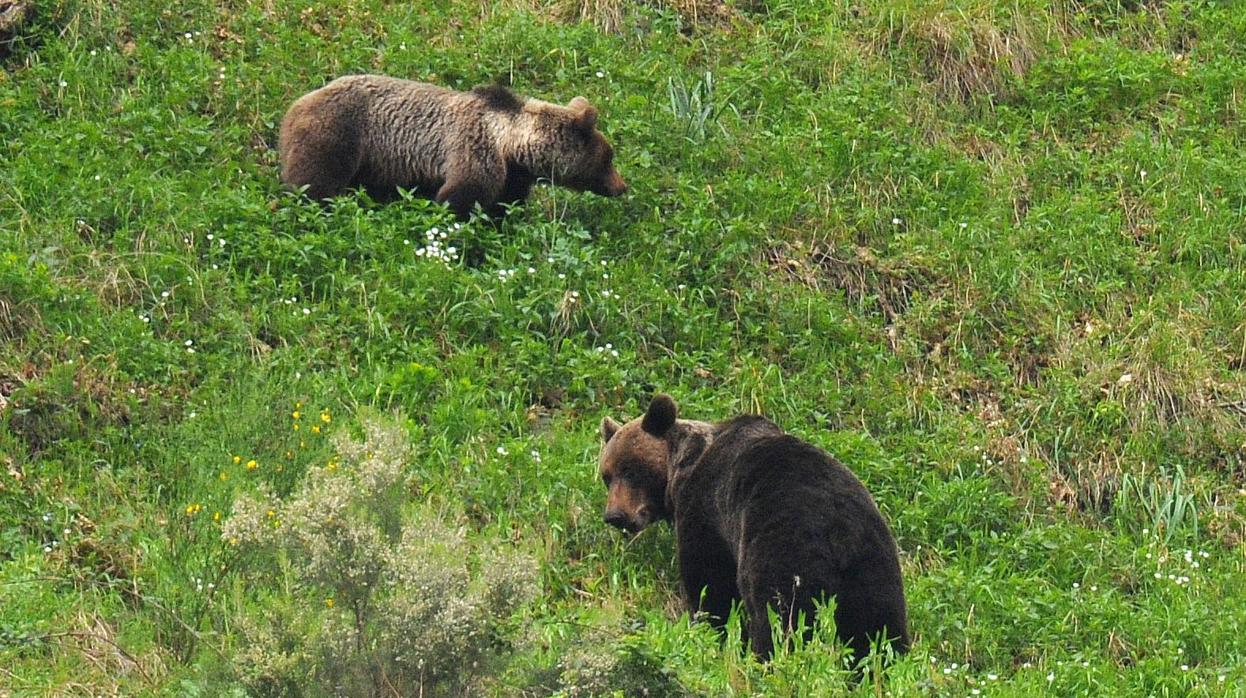 Espectacular pelea entre dos osos en el Valle de Laciana