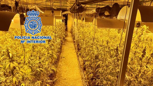 Detectan más de 4.000 plantas de marihuana en una casa de campo por el enganche ilegal a la luz