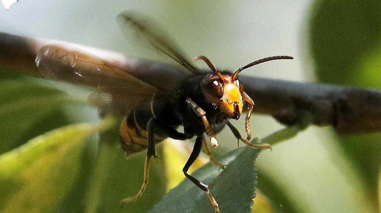 Ejemplar de una avispa asiática o «vespa velutina»