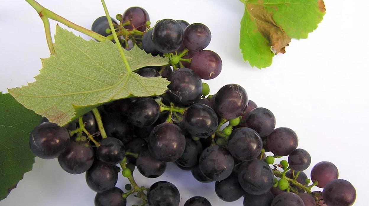 La piel de uvas rojas presenta una de las mayores concentraciones de resveratrol