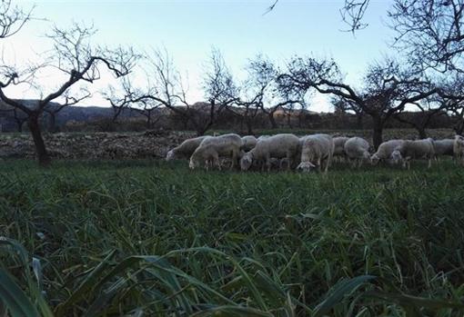 Rebaño de ovejas del pastor castellonense