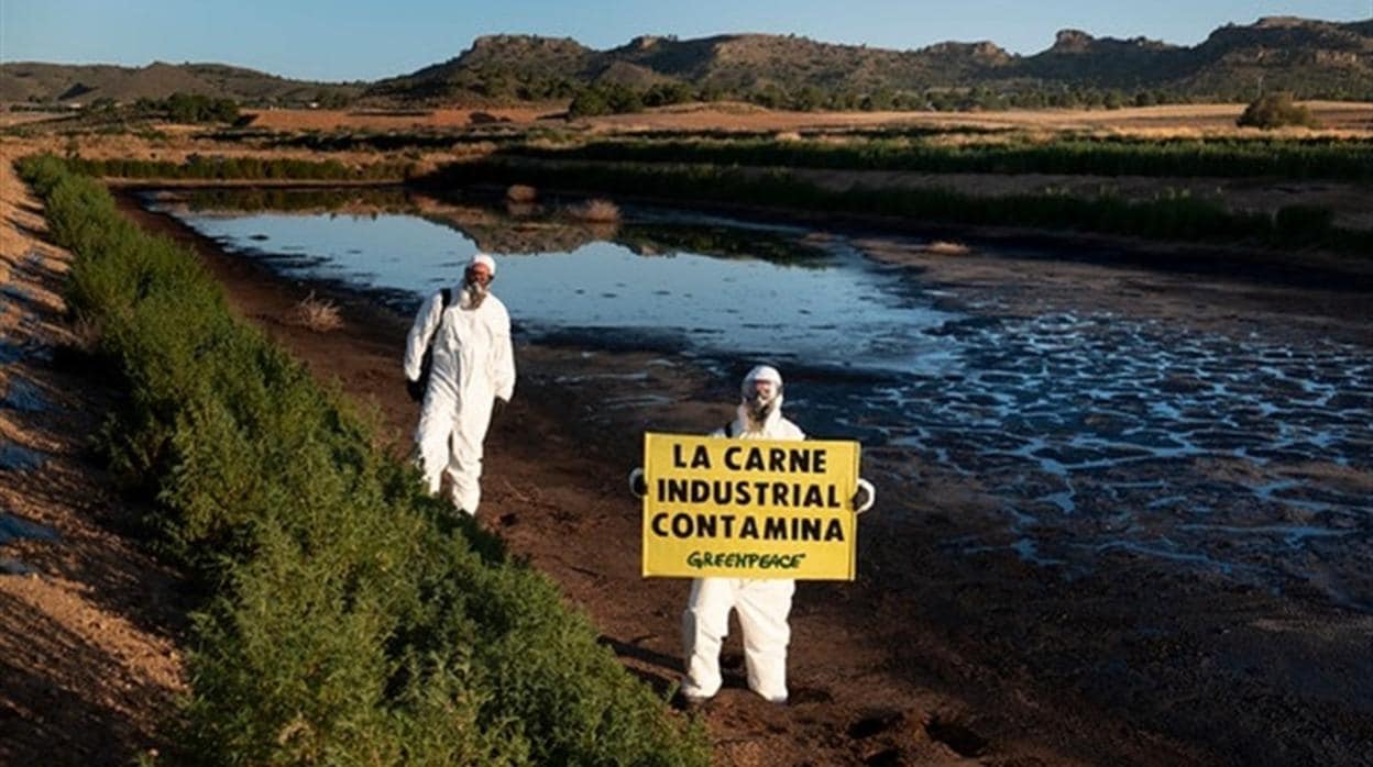 Activistas de Greenpeace se colaron en la macrogranja de Hellín (Albacete)