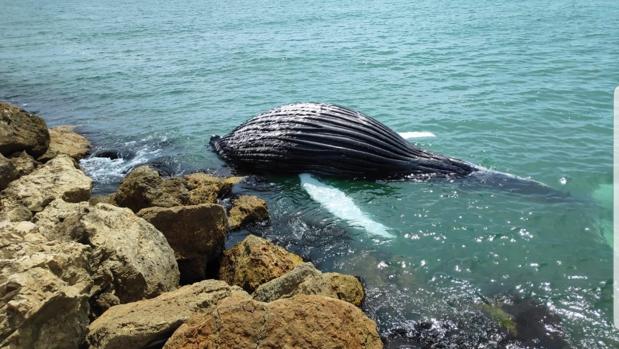 Hallan el cadáver de una cría de ballena varado en el puerto de Gandía