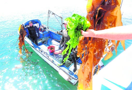 Recogida sostenible de algas frente a la Illa de Arousa