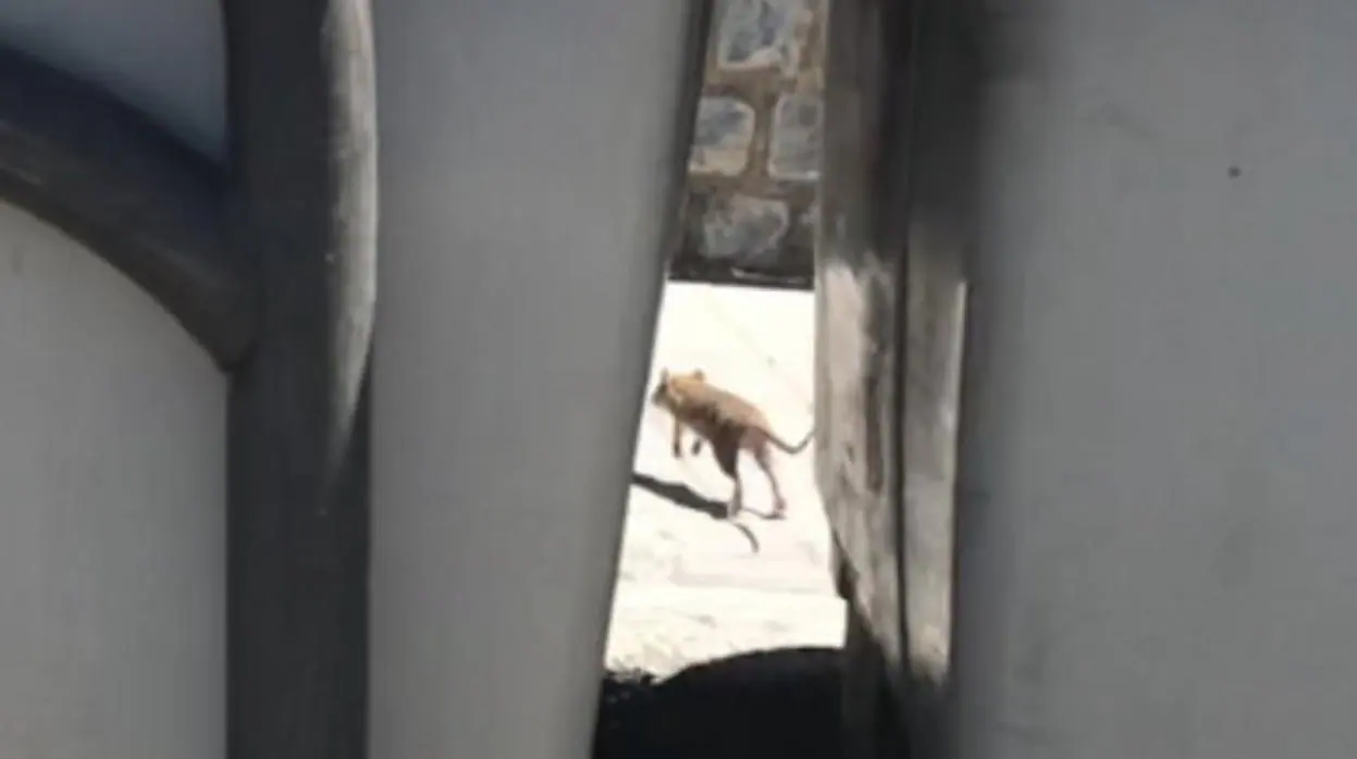 Una de las ratas, escurriéndose entre los contenedores