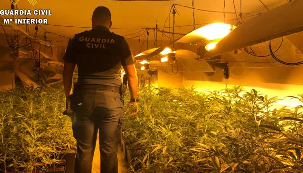 Detenidos dos adultos y un menor por cultivar marihuana en Carmena