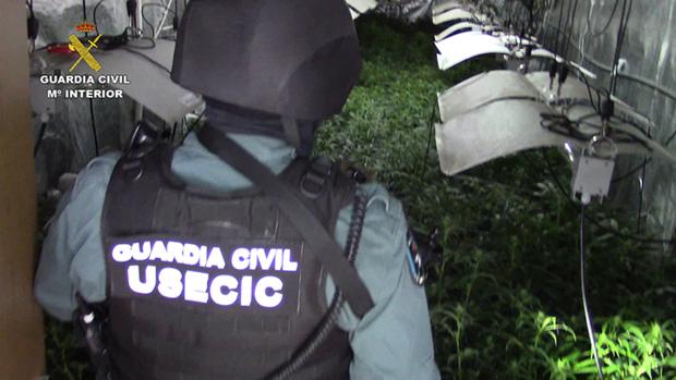 Cultivaba más de 600 plantas de marihuana en el garaje y en el salón de una vivienda de Loranca de Tajuña