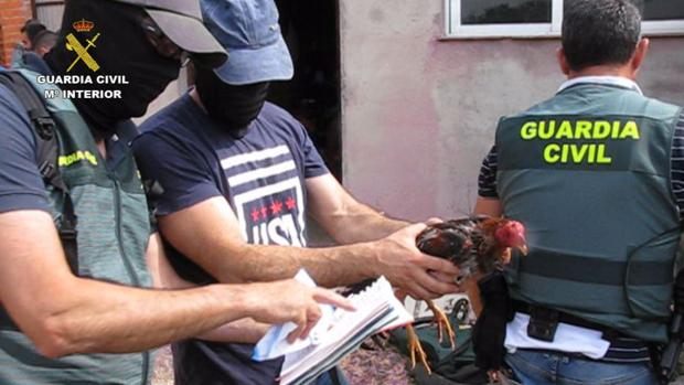 Trece detenidos por celebración clandestina de peleas de gallos en Tordesillas (Valladolid)