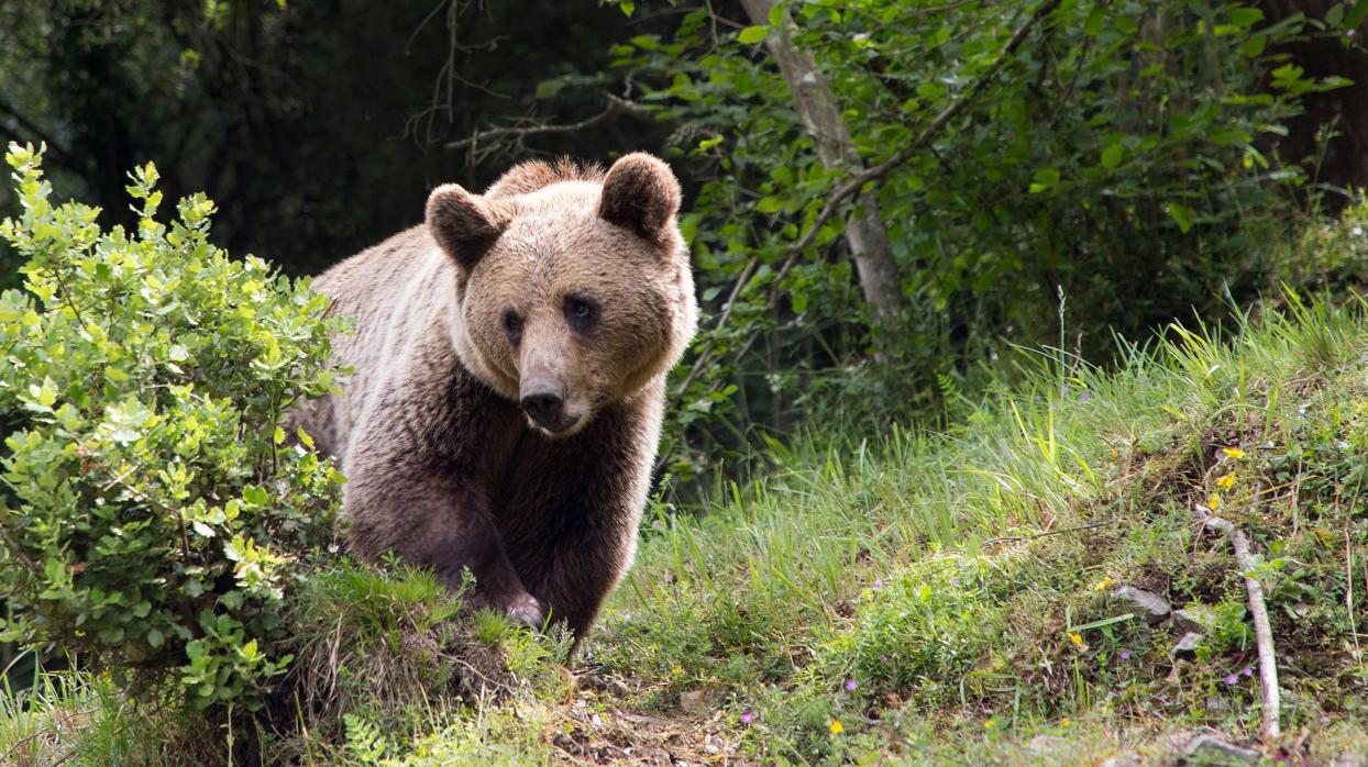 Imagen de archivo de un oso pardo