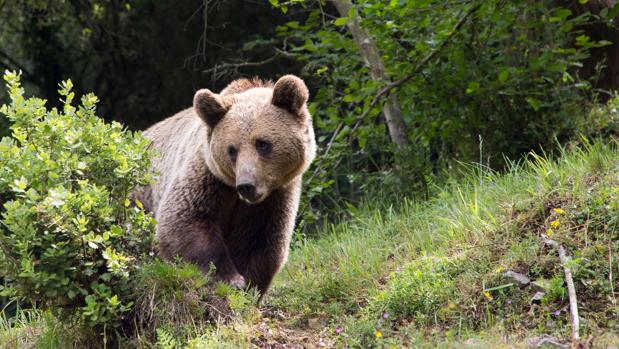 Un nuevo ataque a colmenas confirma la presencia del oso en Sanabria (Zamora)