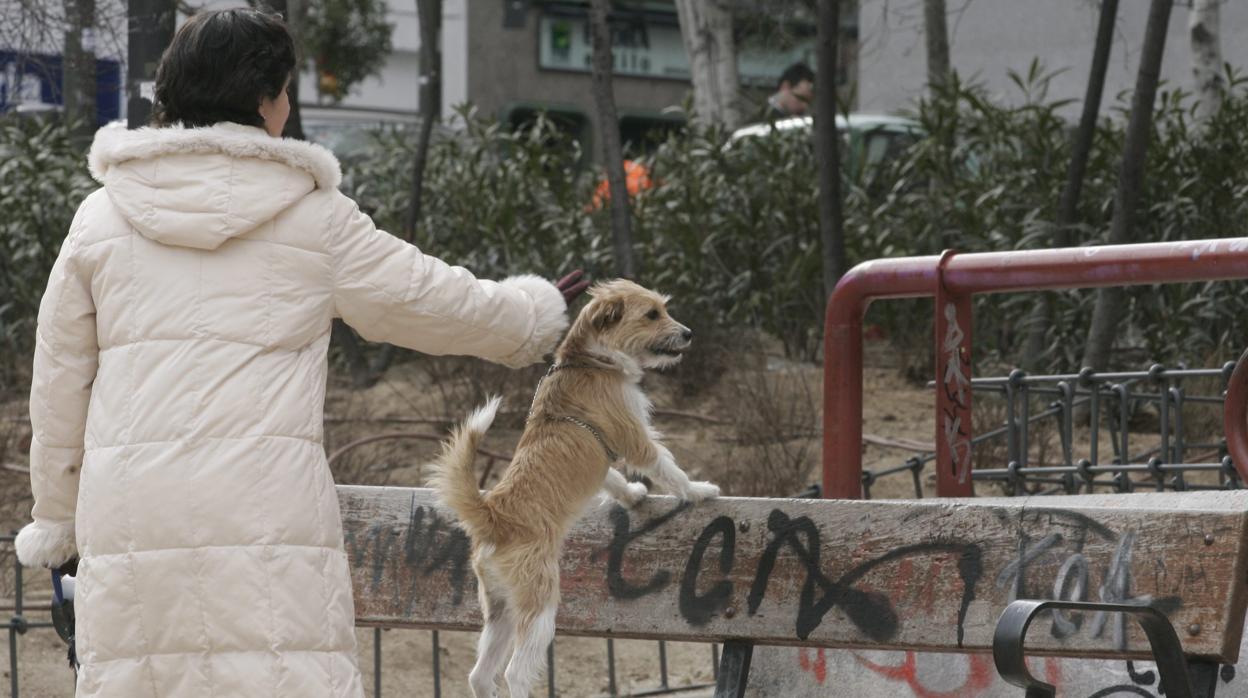 Un perro con su propietaria en un parque