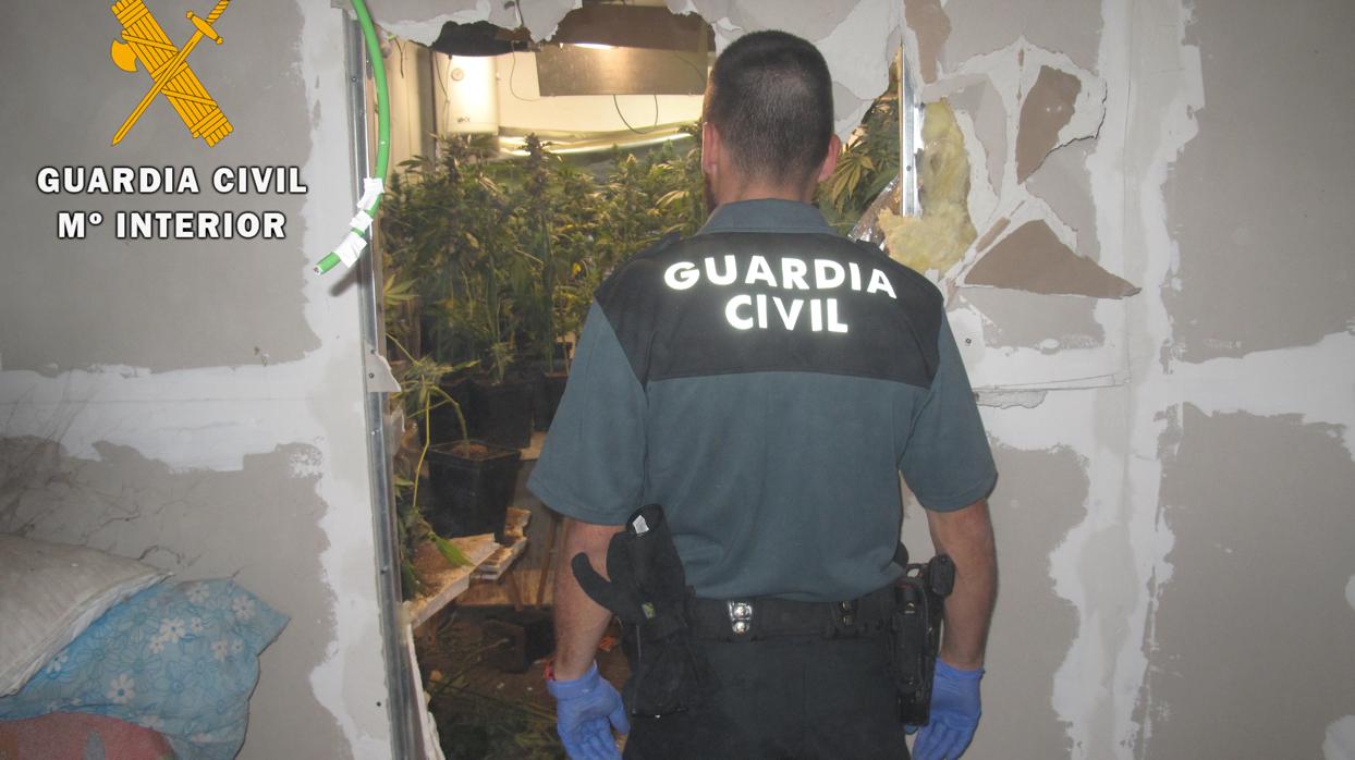 Agentes descubren la plantación de marihuana en una vivienda de alquiler en Nambroca