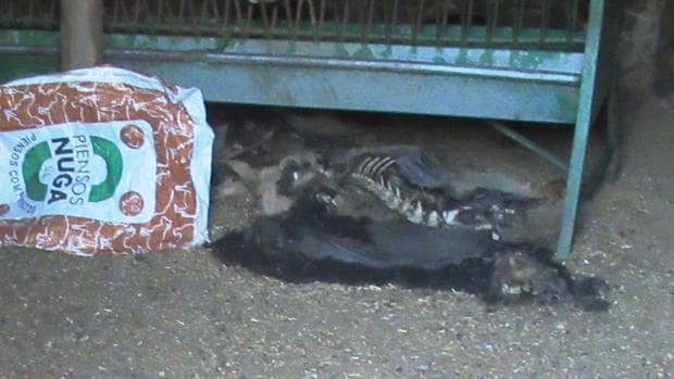 La Guardia Civil investiga a un ganadero por dejar morir a más de 40 animales