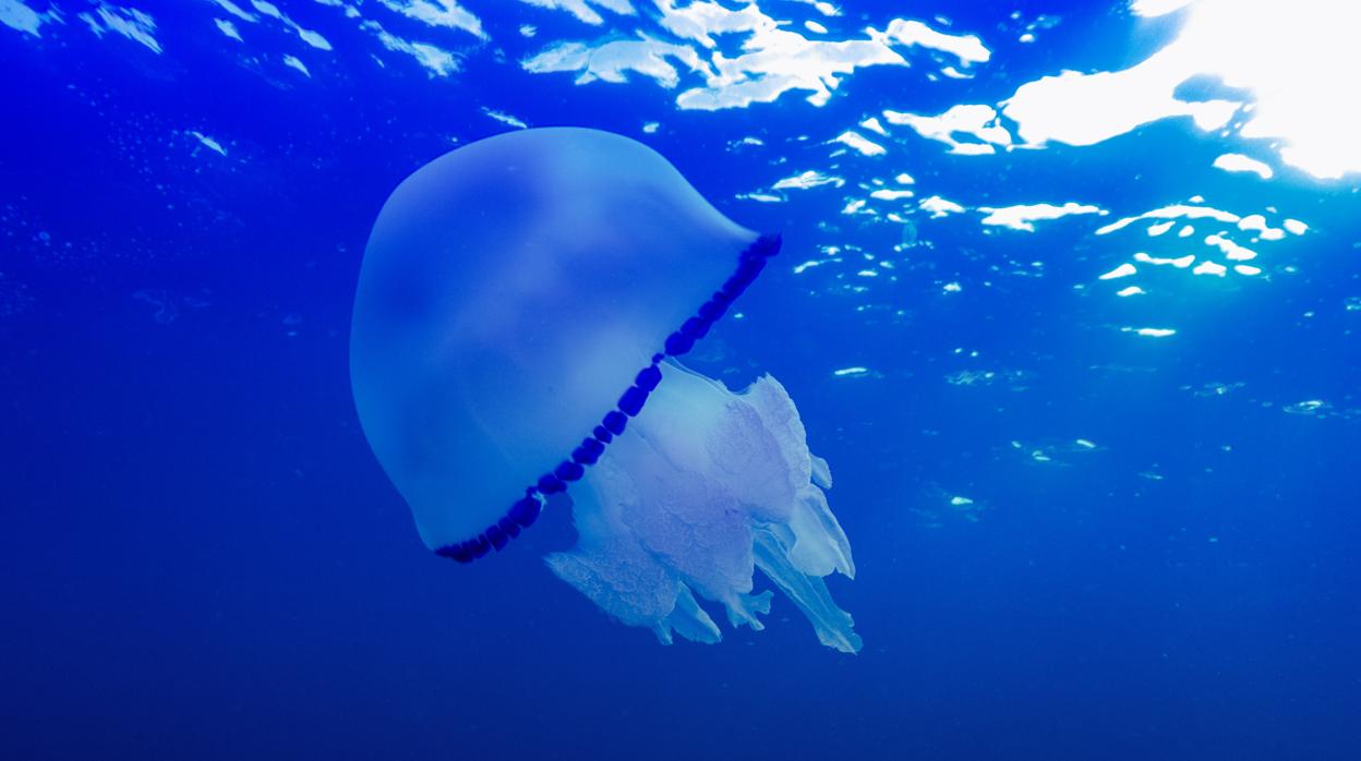 Imagen de archivo de una medusa en el Mediterráneo