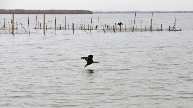 Más de 300 aves muertas y otras 64 enfermas por un brote de botulismo en La Albufera de Valencia