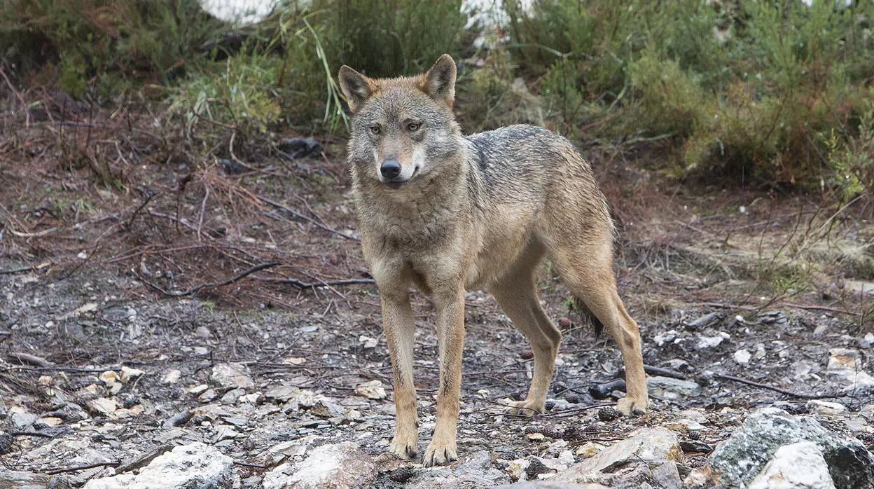 Un lobo en el Centro del Lobo Ibérico (Zamora)
