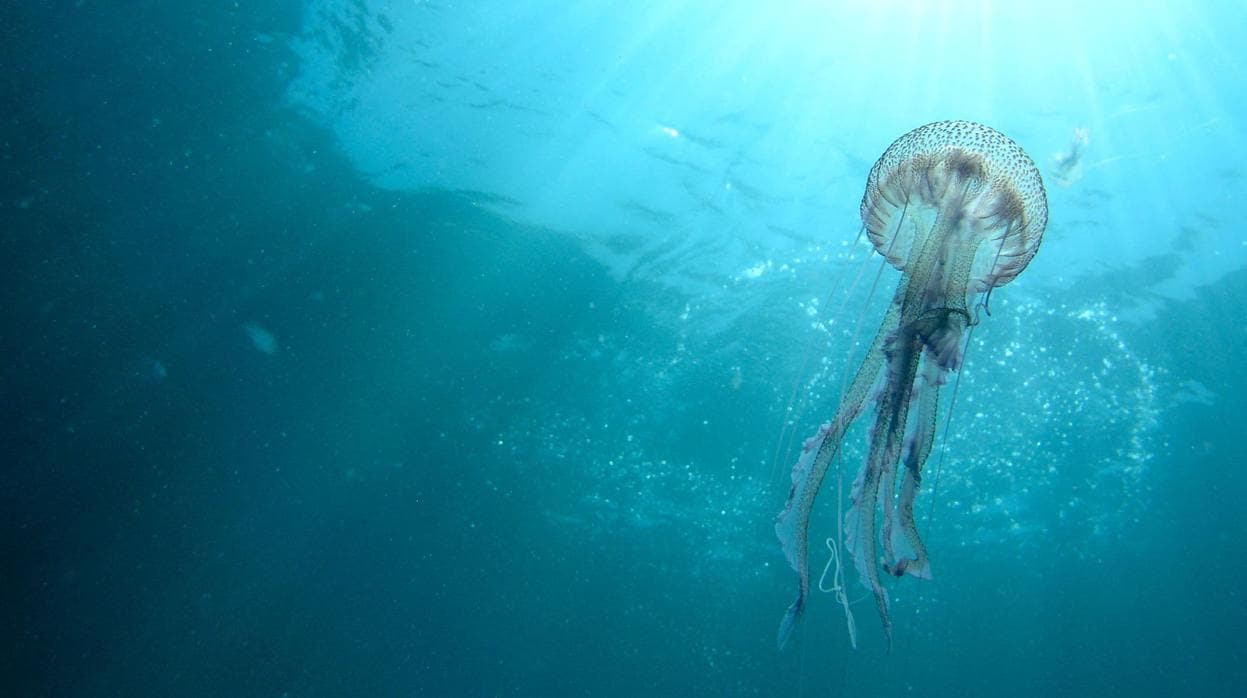 Imagen de archivo de una medusa en el Mediterráneo