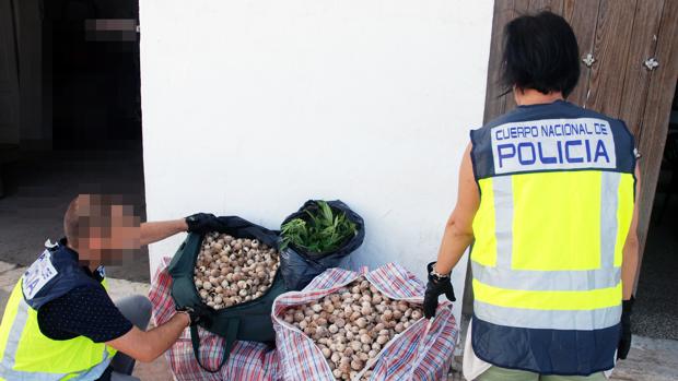 Un empleado de un vivero cultivaba marihuana y escondía 48 cápsulas de amapola