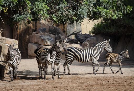 Imagen de un grupo de cebras en el Bioparc de Valencia