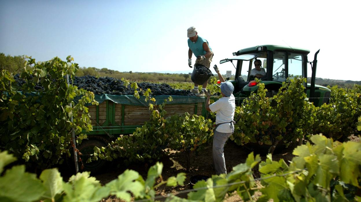 Trabajadores recogiendo la uva en una vendimia de años anteriores