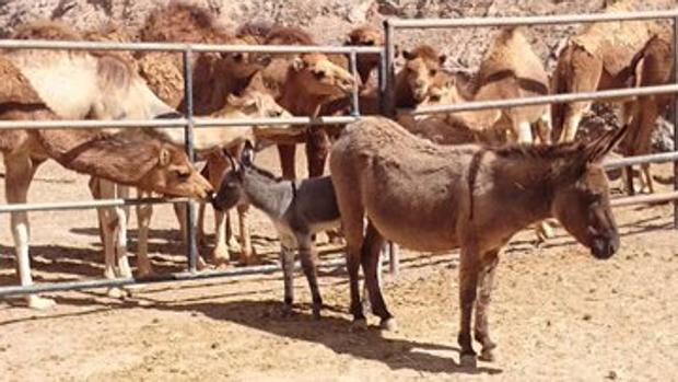 Vídeo: la gran raza de burro que hay en Canarias