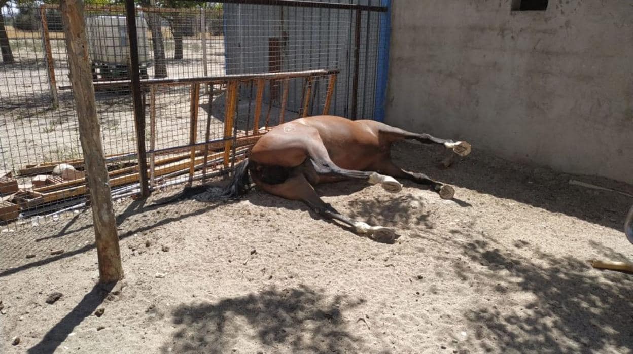 Un caballo muerto en la finca donde han desmantelado una perrera ilegal