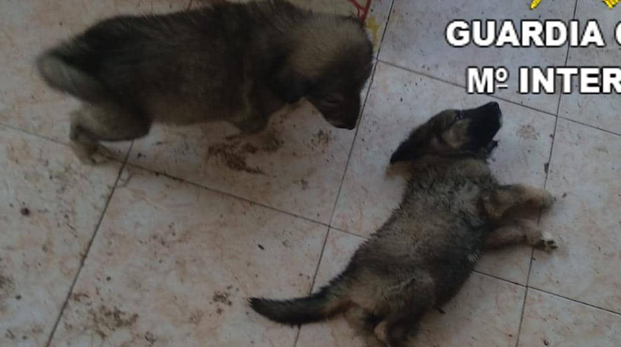Imagen de los perros difundida por la Guardia Civil